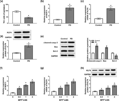 Figure 1 From Long Non Coding RNA NEAT1 Mediates MPTP MPP Induced