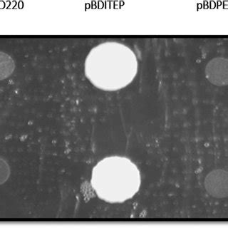 Yeast two hybrid protein interaction screening. Growth of yeast cells ...
