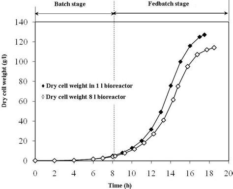 A Effect Of Fed Batch Cultivation Scale Up On Dcw Of E Coli Bl21