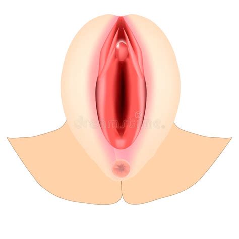 Female External Genitalia Anatomical Structure Of The Vulva Vagina