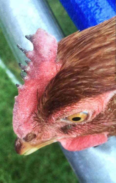 Help My Hen S Comb Is Turning Purple And Black BackYard Chickens