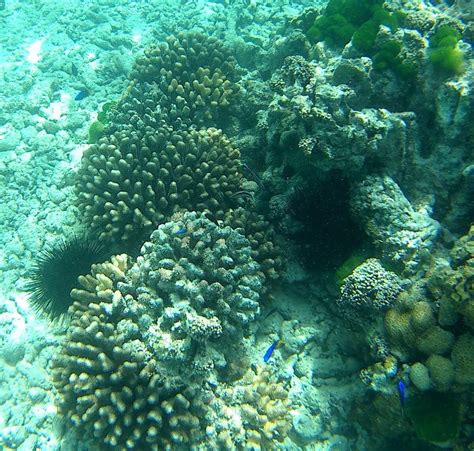 snorkeling  mataking reef resort mataking island snorkeling