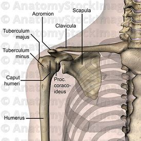 anatomy stock images shoulder