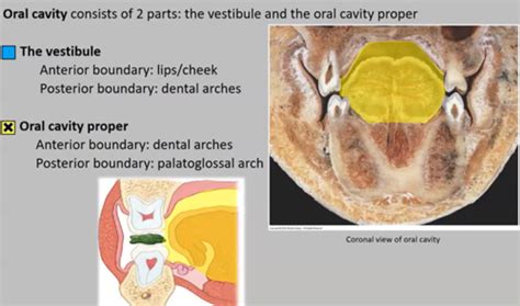 Oral Cavity and Histology Flashcards | Quizlet