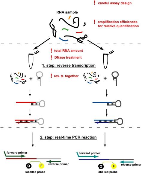 Diagram Diagram Showing Steps Of Pcr Wiringschema