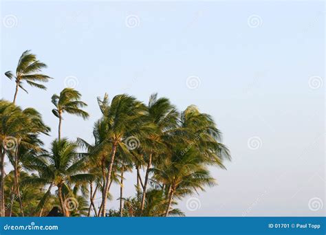 Palm Trees Blowing In The Wind Stock Image Image Of Jungle Honolulu