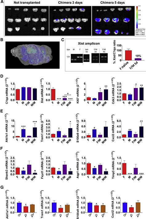 Sex Specific Features Of Microglia From Adult Mice Cell Reports