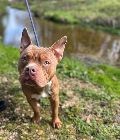 hempstead animal shelter 4
