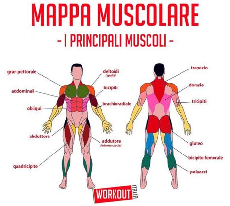 Mappa Muscolare Conoscere I Nostri Muscoli Per Allenarci Meglio