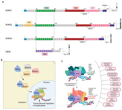 Cells Free Full Text The Runx Cbf Complex In Breast Cancer A