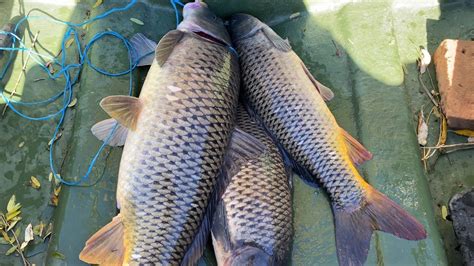 ХИТРЫЕ САЗАНЫ ТАЩАТ ПОД КОРЯГУ. Рыбалка осенью на жмых в Астрахани ...