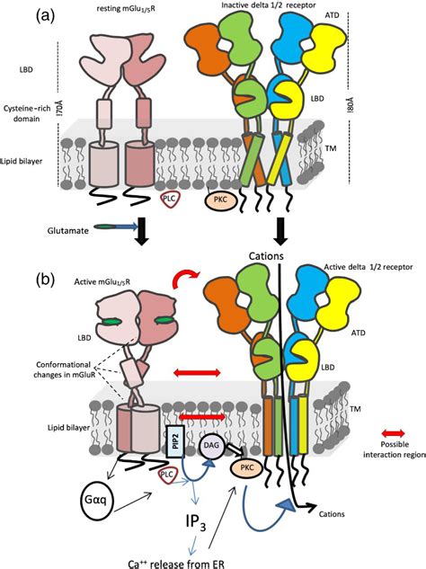 Mglu Receptormediated Activation Of Glud Receptors Schematic Diagrams