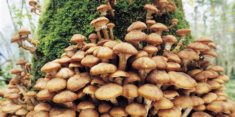 Why Do Mushrooms Grow In My Yard Eden Lawn Care And Tree Service