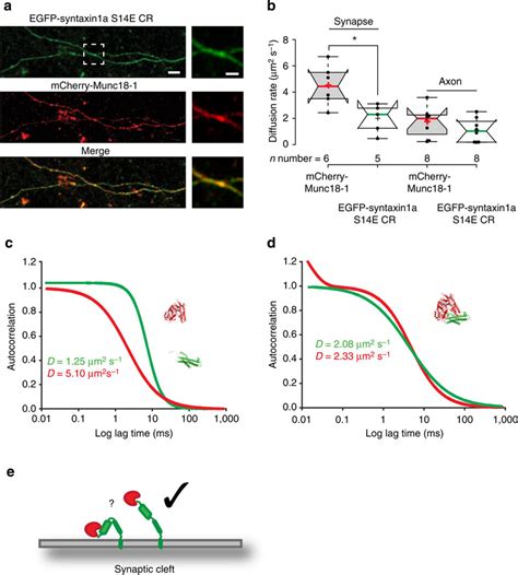 Munc18-1 interacts with syntaxin1a in varicosities via the syntaxin1a ...