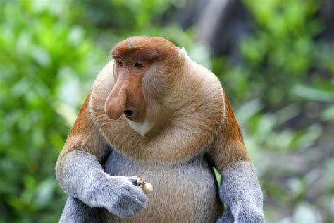 Proboscis Monkey