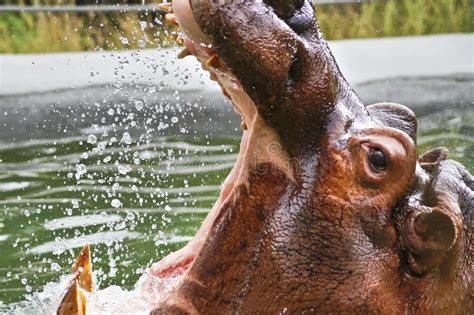 432 Hippopotamus Profile Stock Photos Free And Royalty Free Stock