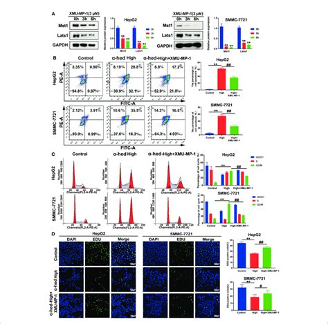 Inhibition Of Mst1 Activation Reversed The Effect Of A Hederin On