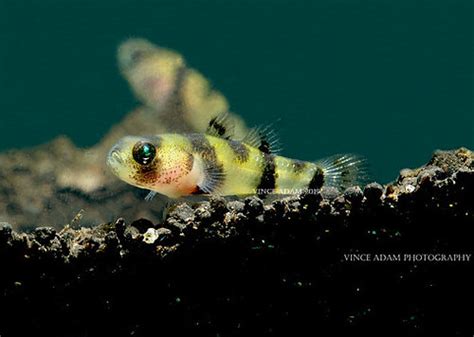 Img2469 1w Bumblebee Goby Brachygobius Xanthomelas He Flickr