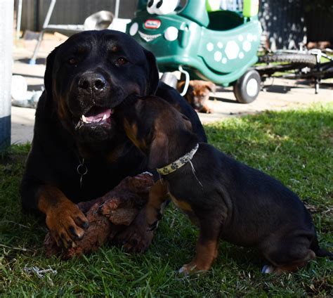 Rottweiler X Staffy - Maddington - PetsForHomes