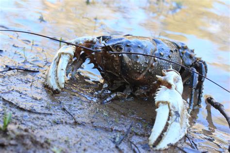 Volunteers Helping Save Aquatic Life After The Floods 4bc