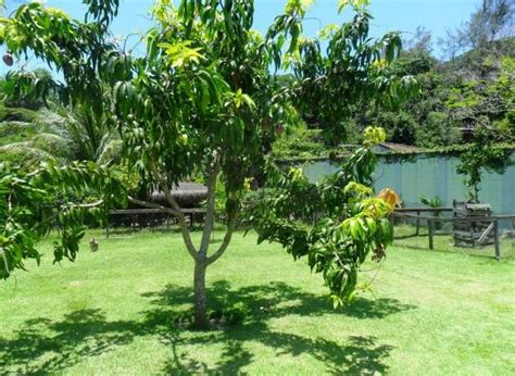 Paraiso Das Rvores Fruta Do Conde Annona Squamosa Tudo Em Rvores E