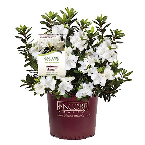 Encore Azalea Autumn Angel Live Shrubs - Walmart.com