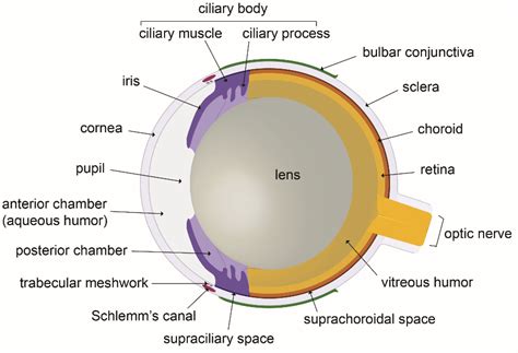 What Is Eye Fluid at Ida Barrera blog