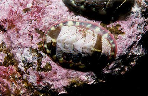 Chiton CreationWiki The Encyclopedia Of Creation Science