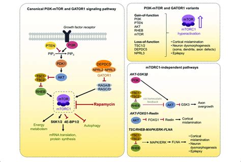 Schematic Diagram Of The Canonical PI3K MTOR And GATOR1 Signaling