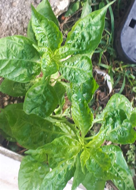 Viral Diseases Affecting Hot Pepper Production In Penal Rock Road Trinidad