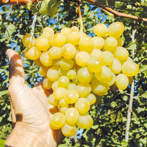 Белый виноград сорта отзывы 27 фото