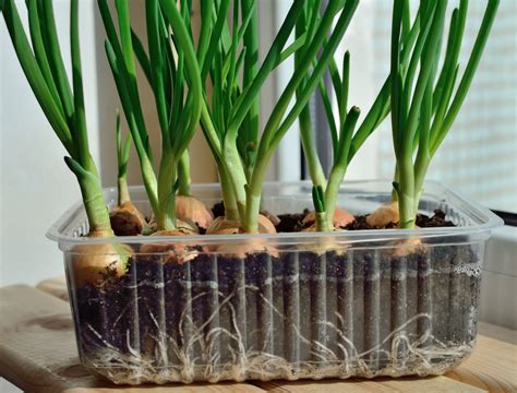 6 Tips For Growing Onions In Containers Backyard Boss