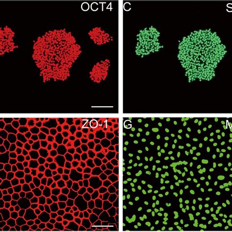 Characterization Of Hipscs And Hipsc Rpe A Brightfield Images Of