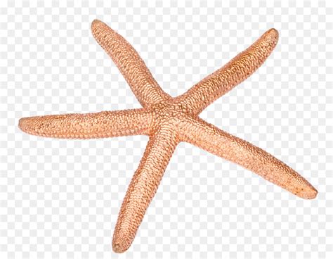 Estrela Do Mar Echinoderm Invertebrados Png Transparente Gr Tis