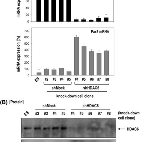 Knock Down Of Hdac Activated Differentiation Of Ecs Toward