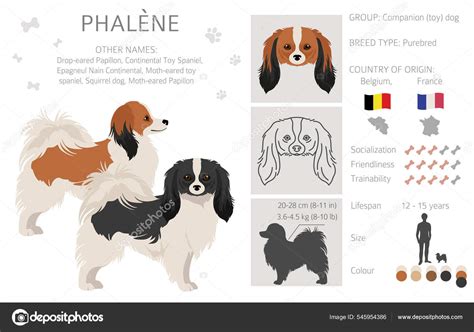 Phalene Drop Eared Papillon Clipart Different Poses Coat Colors Set ...