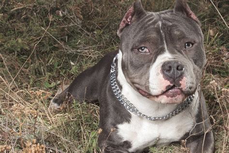 Mann hat Sex mit Hund und überlebt das nicht