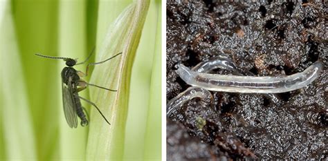 Fungus gnats! How to get rid of fungus gnats in indoor plants | Flower ...