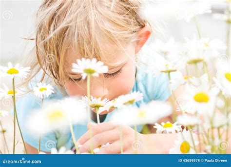 Mooie Weinig Blonde Meisjes Ruikende Madeliefjes Stock Foto Image Of Rust Licht 43659578