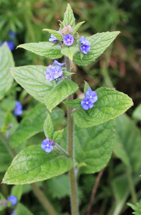 Pentaglottis sempervirens. Green Alkanet. | Boraginaceae, Flora