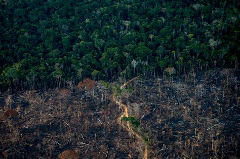 Br Sil La D Forestation Dans L Amazonie A Diminu De Moiti En