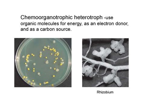 Comprehensive Review Of Microbiology Final Exam Questions And Concepts