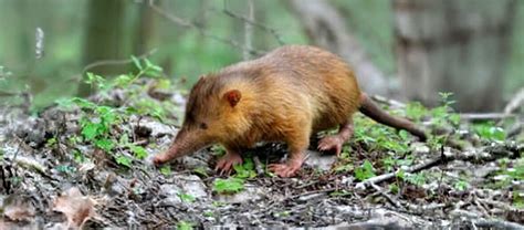 hispaniolan solenodon critter science