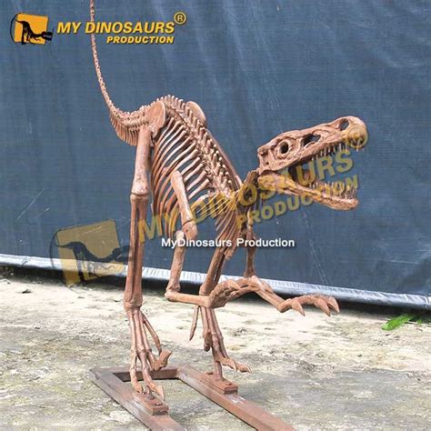 Ds 189 Velociraptor Skeleton For Sale My Dinosaurs