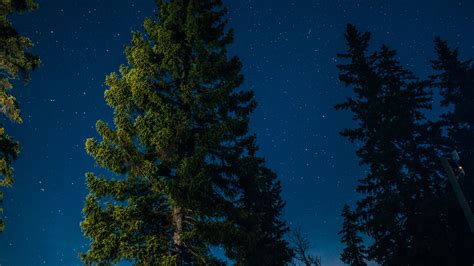 tree, starry sky, stars, 4k HD Wallpaper