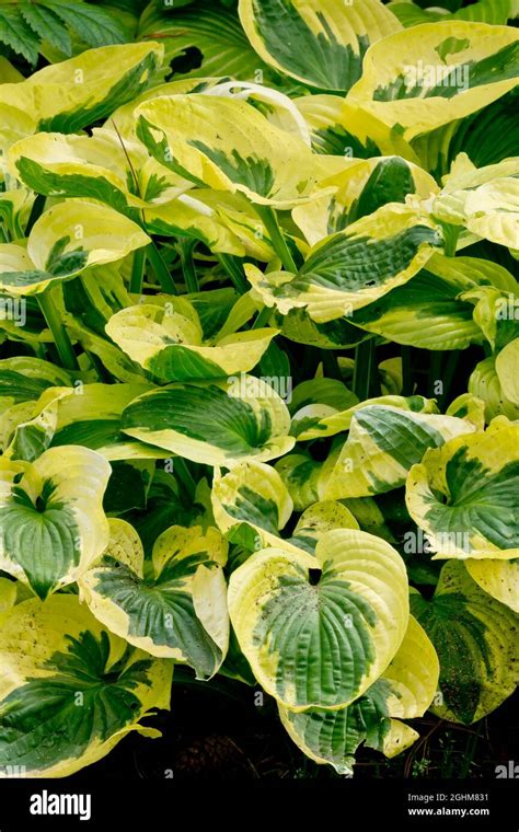Hosta Brim Cup Stock Photo Alamy