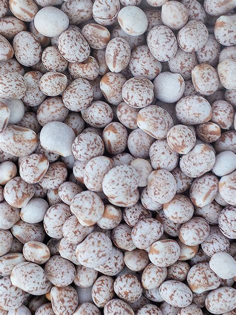 Lupins Whole 20kg – Woonona Petfood & Produce