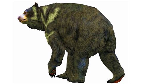 Short Faced Bear A Z Animals