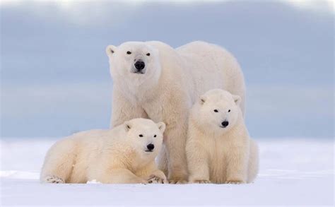 Animais Em Perigo De Extinção No Planeta - Os 20 animais em perigo de extinção no mundo