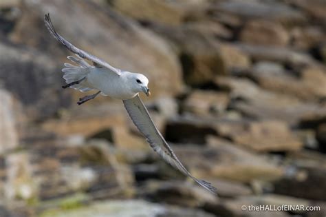 Fulmar – The Hall of Einar – photograph (c) David Bailey (not the ...